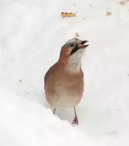 Ein Eichelh�her beim N�sse fressen. Fotografiert am 10.01.2010.