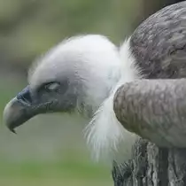 Ein G�nsegeier d�st Anfang April 2017 im Zoo Dresden vor sich hin.
