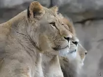 Die Drei von der Tankstelle? L�wen ruhen sich Anfang April 2017 im Zoo Dresden aus.
