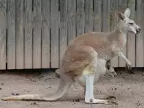 Ein Rotes Riesenk�nguru mit Nachwuchs Anfang April 2017 im Zoo Dresden.