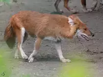 Ein Rothund oder auch Asiatischer Wildhund Anfang April 2017 im Zoo Dresden.
