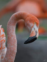 Ein Kubaflamingo mit schrgem Blick. (Dresden, April 2017)