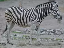 Eine Chapman-Steppenzebra war Anfang April 2017 im Zoo Dresden zu sehen.