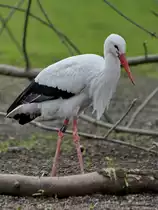 Ein Wei�storch Anfang April 2017 im Zoo Dresden.