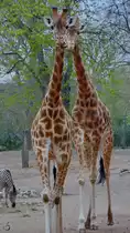 Kordofan-Giraffen waren Anfang April 2017 im Zoo Dresden zu entdecken.