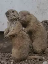 Du richst so gut... Pr�riehunde Anfang April 2017 im Zoo Dresden.