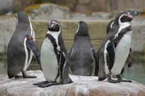 Humboldt-Pinguine wareb Anfang April 2017 im Zoo Dresden zu sehen.