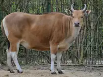 Ein Rotb�ffel Anfang April 2017 im Zoo Dresden.