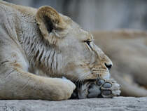 Eine Lwin ruht sich Anfang April 2017 im Zoo Dresden aus. 