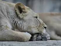 Eine L�win ruht sich Anfang April 2017 im Zoo Dresden aus. 