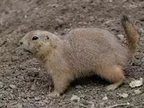 Ein Pr�riehund Anfang April 2017 im Zoo Dresden.