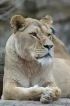 Eine relaxte L�win Anfang April 2017 im Zoo Dresden.