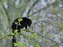 Ein Mohrenmaki war Anfang April 2017 im Zoo Dresden zu sehen.