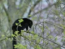 Ein Mohrenmaki war Anfang April 2017 im Zoo Dresden zu sehen.