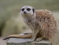 Ein Erdm�nnchen war Anfang April 2017 im Zoo Dresden zu sehen.