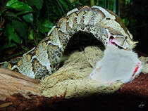 Schauriges Schicksal einer weien Maus. Die Nashornviper schnappt sich das betubte Nagetier, nachdem ein Artgenosse bereits verspeist wurde. (Terrazoo Rheinberg, August 2007)