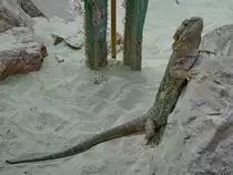 Eine G�rtelschweif Anfang August 2007 im Terrazoo Rheinberg.