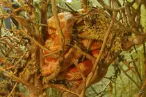 Eine Kornnatter ruht sich im dichten Ge�st aus. (Terrazoo Rheinberg, August 2007)