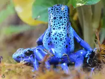 Blaue Pfeilgiftfr�sche Mitte Mai 2011 im Terrazoo Rheinberg.