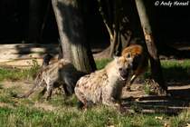 T�pfelhy�nen sind aktive J�ger, die zwischen 60 % und 95 % ihrer Beute selbst erlegen. Z.B. Gnus, Gazellen, Antilopen und Zebras stehen ganz oben auf der Speisekarte.