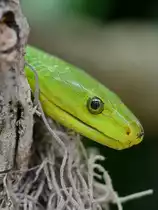 Eine Spitzkopfnatter Anfang Mai 2012 im Terrazoo Rheinberg.