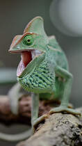 Ein Jemenchamleon war Anfang Mai 2012 im Terrazoo Rheinberg zu entdecken.