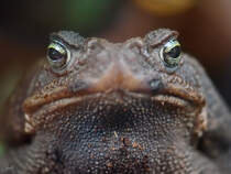 Der fast hypnotische Blick einer Aga-Krte. (Mai 2012, Terrazoo Rheinberg)