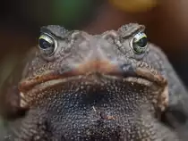 Der fast hypnotische Blick einer Aga-Kr�te. (Mai 2012, Terrazoo Rheinberg)