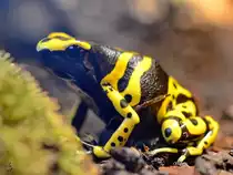Ein Gelbgeb�nderter Baumsteiger Anfang Mai 2012 im Terrazoo Rheinberg.