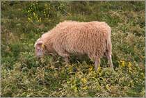 Auch Schafe sind w�hlerisch. Nicht jeder gr�ne Halm oder Spross wird gefressen. Helgoland, 05.07.2019.