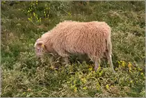 Auch Schafe sind w�hlerisch. Nicht jeder gr�ne Halm oder Spross wird gefressen. Helgoland, 05.07.2019.