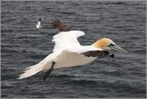 Basstlpel im Flug. Helgoland, 05.07.2019.