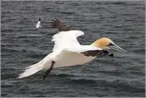 Basst�lpel im Flug. Helgoland, 05.07.2019.