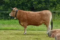 Eine Kuh der Rasse „Aubrac“ aufgenommen auf der Landwirtschafts Ausstellung in Ettelbr�ck. 07.07.2019 