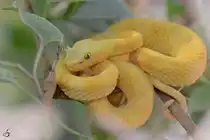 Eine Wei�lippen-Bambusotter Mitte Mai 2011 im Terrazoo Rheinberg.