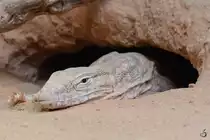 Ein tr�ger Waran (?) Mitte Mai 2011 im Terrazoo Rheinberg.