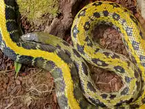 Eine K�nigspython (?) Mitte Mai 2011 im Terrazoo Rheinberg.