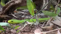 Eine Gr�ne Mamba Mitte Mai 2011 im Terrazoo Rheinberg.