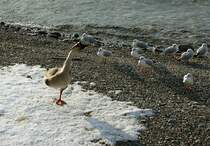 Interessiert und neugierig hren die Mwen den Erzhlungen der Wildgans zu.
(11.01.2010)