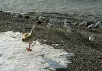 Interessiert und neugierig h�ren die M�wen den Erz�hlungen der Wildgans zu.
(11.01.2010)