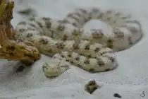 Eine W�sten-Hornviper war Anfang Mai 2012 im Terrazoo Rheinberg zu entdecken.