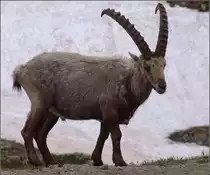 Diese lebensgrosse Steinbockskulptur nahe der Nufenenpassh�he bewegte sich doch tats�chlich. Keine Skulptur sondern ein echter Steinbock liess eine Begegnung ganz in der N�he am Strassenrand zu, als w�re man im Zoo. Juli 2019.