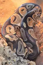 Eine K�nigspython Mitte Mai 2011 im Terrazoo Rheinberg.