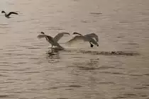  Halt wir k�nnen nicht mehr! , Flugstunden mit einer M�we.
(11.01.2010)