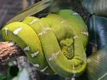 Ein Gr�ner Hundskopfschlinger war Mitte Mai 2011 im Terrazoo Rheinberg zu sehen.