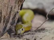 Eine mir unbekannte Schlange Mitte Mai 2011 im Terrazoo Rheinberg.