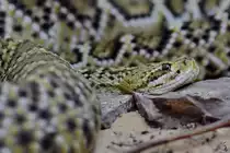 Eine Netzpython (?) Anfang Mai 2012 im Terrazoo Rheinberg.