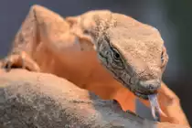 Ein Waran Anfang Mai 2012 im Terrazoo Rheinberg.
