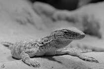 Ein relaxter Waran Anfang Mai 2012 im Terrazoo Rheinberg.