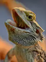 Eine Bartagame im Portrait. (Terrazoo Rheinberg, Mai 2012)